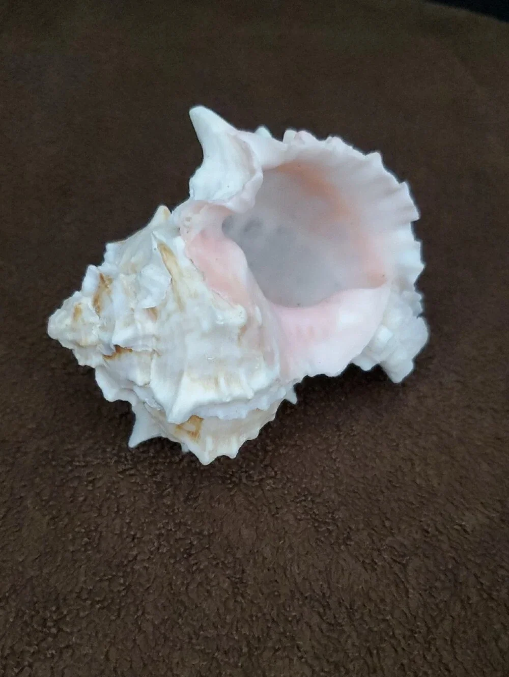 Natural Seashells Pink Murex Seashell Beach Coastal Decor Crafts Nautical